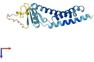 AlphaFold protein structure predicition of Mouse Recombinant Tmem11 Protein, UniprotID Q8BK08