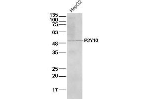 HepG2 Cell lysates probed with P2Y10 Polyclonal Antibody, unconjugated at 1:500 overnight at 4°C followed by a conjugated secondary antibody for 60 minutes at 37°C.