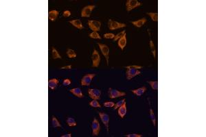 Immunofluorescence analysis of L929 cells using IL10RB antibody (ABIN7267983) at dilution of 1:100.