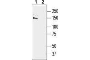 Western blot analysis of mouse brain lysate: - 1. (GRIP1 anticorps  (C-Term, Intracellular))