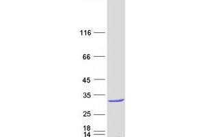 Validation with Western Blot