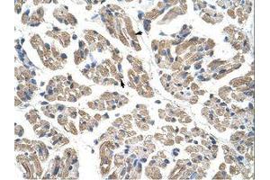 anti-Obg-Like ATPase 1 (OLA1) (AA 159-208) antibody