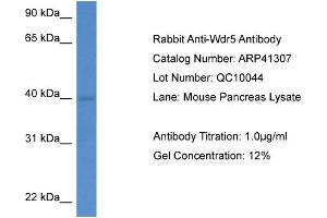 Western Blotting (WB) image for anti-WD Repeat Domain 5 (WDR5) (C-Term) antibody (ABIN2776739) (WDR5 anticorps  (C-Term))