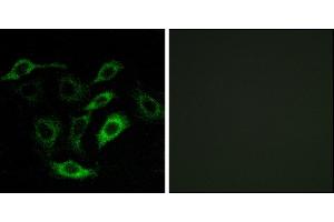 Immunofluorescence analysis of A549 cells, using PTGDR antibody. (PTGDR anticorps)