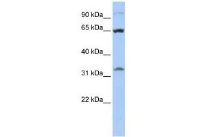 Western Blotting (WB) image for anti-Solute Carrier Family 24 (Sodium/potassium/calcium Exchanger), Member 6 (SLC24A6) antibody (ABIN2458803) (SLC24A6 anticorps)