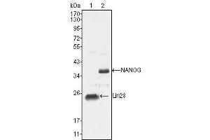 Western Blot showing NANOG antibody used against NTERA-2 cell lysate (2). (Nanog anticorps  (AA 20-166))