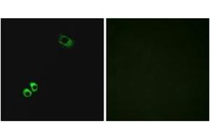 Immunofluorescence (IF) image for anti-G Protein-Coupled Receptor, Family C, Group 6, Member A (GPRC6A) (AA 471-520) antibody (ABIN2890865) (GPRC6A anticorps  (AA 471-520))