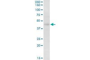 HOMER2 MaxPab rabbit polyclonal antibody.