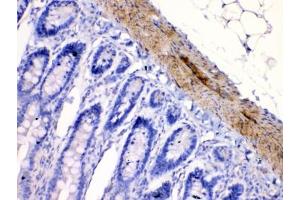 IHC testing of FFPE rat intestine tissue with CHRNA5 antibody at 1ug/ml. (CHRNA5 anticorps  (AA 44-76))