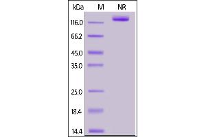 Human BAFF, Fc Tag, active trimer on  under ing (NR) condition.