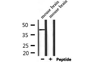 Western blot analysis of extracts from mouse brain, using CD244 Antibody.