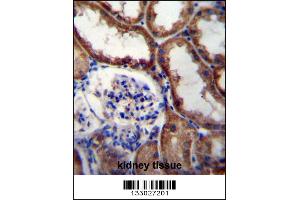 WNT16 Antibody immunohistochemistry analysis in formalin fixed and paraffin embedded human kidney tissue followed by peroxidase conjugation of the secondary antibody and DAB staining.