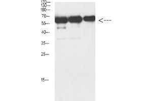 Western Blot analysis of Luciferase protein using antibody diluted at 1:1000. (Luciferase anticorps)