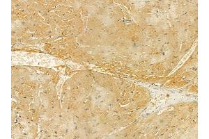 INPP5E Mouse Monoclonal Antibody at 1/100 staining mouse heart tissue by IHC-P. (INPP5E anticorps  (C-Term))