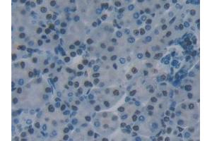 Detection of KHDRBS1 in Mouse Kidney Tissue using Polyclonal Antibody to KH Domain Containing, RNA Binding, Signal Transduction Associated Protein 1 (KHDRBS1)