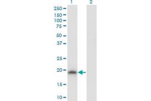 Western Blot analysis of POU5F1 expression in transfected 293T cell line by POU5F1 monoclonal antibody (M04), clone 3A10. (OCT4 anticorps  (AA 81-164))