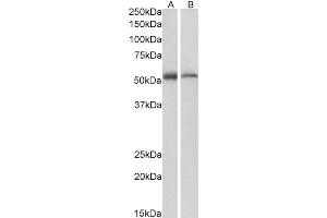 ABIN185060 (1µg/ml) staining of Human (A) and Mouse (B) Thymus lysate (35µg protein in RIPA buffer). (FAF2 anticorps  (C-Term))