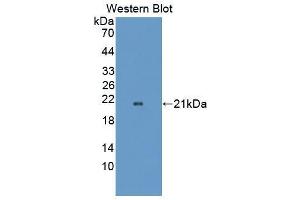 Western blot analysis of the recombinant protein. (OPA3 anticorps  (AA 23-179))
