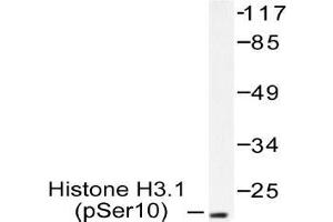 Western blot (WB) analysis of p-Histone H3. (Histone H3.1 anticorps  (pSer10))