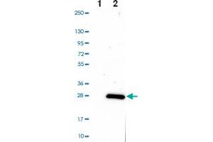Western blot analysis of Lane 1: Negative control (vector only transfected HEK293T lysate) Lane 2: Over-expression Lysate (Co-expressed with a C-terminal myc-DDK tag (~3. (ARL6IP1 anticorps)