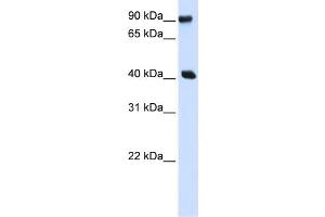 WB Suggested Anti-PBXIP1 Antibody Titration:  0. (PBXIP1 anticorps  (N-Term))