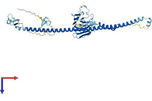 AlphaFold protein structure predicition of Human Recombinant TRIM15 Protein, UniprotID Q9C019