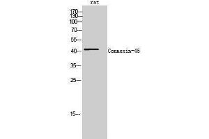 Western Blotting (WB) image for anti-Gap Junction Protein, gamma 1, 45kDa (GJC1) (C-Term) antibody (ABIN3184040) (GJC1 anticorps  (C-Term))