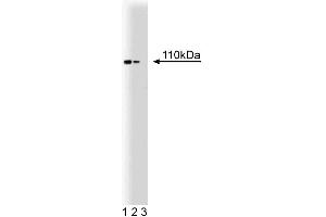 Western blot analysis of Hsp110 on a rat cerebrum lysate. (HSPA4 anticorps  (AA 703-858))