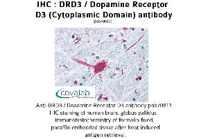 Image no. 1 for anti-Dopamine Receptor D3 (DRD3) (3rd Cytoplasmic Domain) antibody (ABIN1733784) (DRD3 anticorps  (3rd Cytoplasmic Domain))