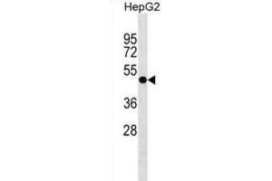 Western Blotting (WB) image for anti-Pleckstrin Homology Domain Containing, Family A (Phosphoinositide Binding Specific) Member 8 (PLEKHA8) antibody (ABIN3000116) (PLEKHA8 anticorps)