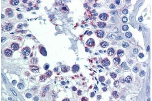 Human Testis (formalin-fixed, paraffin-embedded) stained with DIABLO antibody ABIN462354 followed by biotinylated anti-mouse IgG secondary antibody ABIN481714, alkaline phosphatase-streptavidin and chromogen.