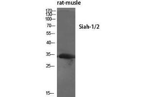 Western Blot (WB) analysis of specific cells using Siah-1/2 Polyclonal Antibody.