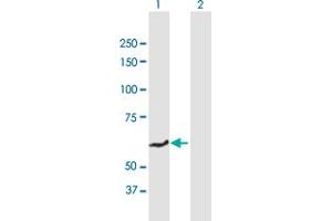 Western Blot analysis of SLC40A1 expression in transfected 293T cell line by SLC40A1 MaxPab polyclonal antibody.