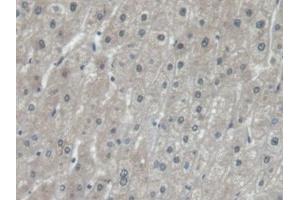 Detection of EEF1a1 in Human Liver Tissue using Polyclonal Antibody to Eukaryotic Translation Elongation Factor 1 Alpha 1 (EEF1a1) (eEF1A1 anticorps  (AA 1-241))