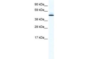 Western Blotting (WB) image for anti-Polymerase I and Transcript Release Factor (PTRF) antibody (ABIN2461448) (PTRF anticorps)