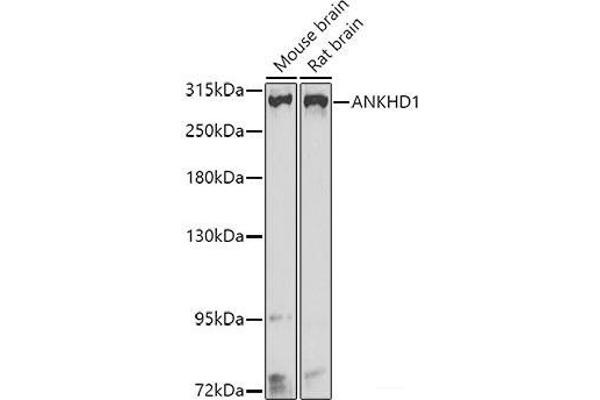 ANKHD1 anticorps
