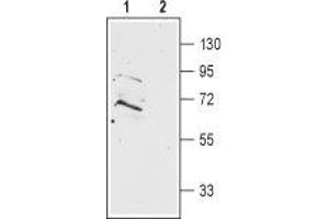 Western blot analysis of rat brain membranes: - 1. (Prokineticin Receptor 2 anticorps  (Extracellular, N-Term))