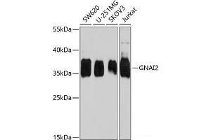 Western blot analysis of extracts of various cell lines using GNAI2 Polyclonal Antibody at dilution of 1:1000.