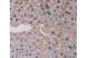 Used in DAB staining on fromalin fixed paraffin- embedded Kidney tissue (CHRNA4 anticorps  (AA 32-249))