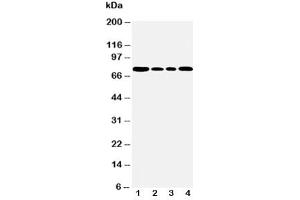 Western blot testing of BiP antibody and Lane 1:  rat testis