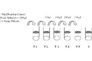 This picture shows the preparation of the positive control. (EGFR Kit ELISA)