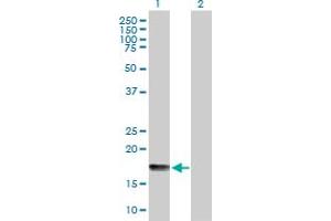 Western Blot analysis of UBD expression in transfected 293T cell line by UBD MaxPab polyclonal antibody.