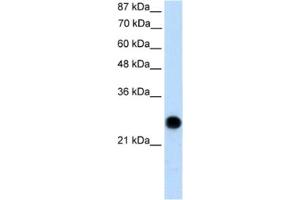 Western Blotting (WB) image for anti-Voltage-Dependent Anion Channel 2 (VDAC2) antibody (ABIN2461103) (VDAC2 anticorps)