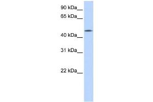 Western Blotting (WB) image for anti-Chromosome 20 Open Reading Frame 160 (C20orf160) antibody (ABIN2459536) (C20orf160 anticorps)