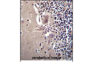 CRYBA1 Antibody (Center) (ABIN656311 and ABIN2845613) immunohistochemistry analysis in formalin fixed and paraffin embedded human cerebellum tissue followed by peroxidase conjugation of the secondary antibody and DAB staining. (CRYBA1 anticorps  (AA 104-133))