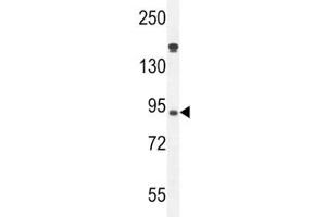 Myeloperoxidase antibody western blot analysis in HL-60 lysate.