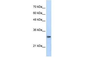 PSMA1 antibody used at 0. (PSMA1 anticorps)