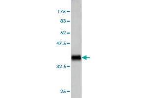 Western Blot detection against Immunogen (37.