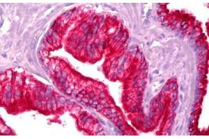 Anti-KRT18 / Cytokeratin 18 antibody IHC staining of human prostate, epithelium.