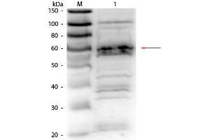 Western Blot of Rabbit Anti-RFX5 antibody. (RFX5 anticorps  (AA 32-0))